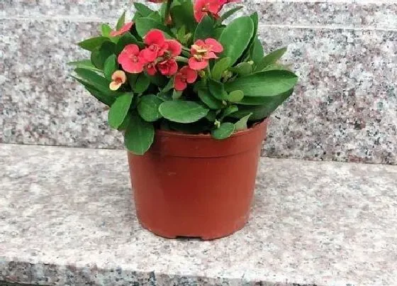 植物常识问题|虎刺梅如何自制营养水一年四季花开不停