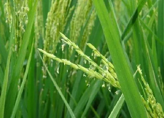 植物常识问题|水稻什么时候施孕穗肥最好（水稻拔节孕穗肥用什么肥）