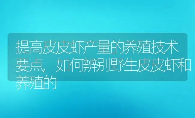 提高皮皮虾产量的养殖技术要点,如何辨别野生皮皮虾和养殖的 | 养殖常见问题