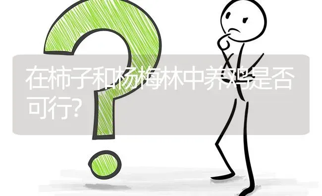 在柿子和杨梅林中养鸡是否可行? | 养殖问题解答