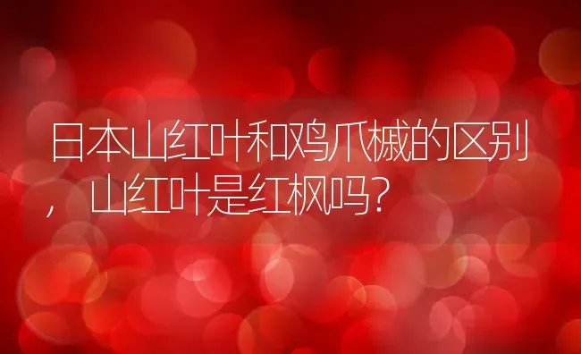 日本山红叶和鸡爪槭的区别,山红叶是红枫吗？ | 养殖常见问题