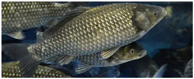 鲫鱼嘌呤高吗 | 农业问题