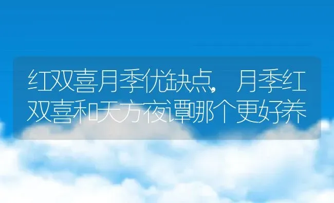 红双喜月季优缺点,月季红双喜和天方夜谭哪个更好养 | 养殖常见问题