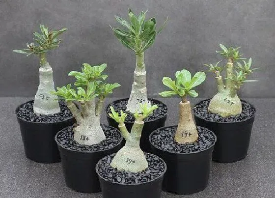 植物常识问题|如何养护沙漠玫瑰轻松就开花