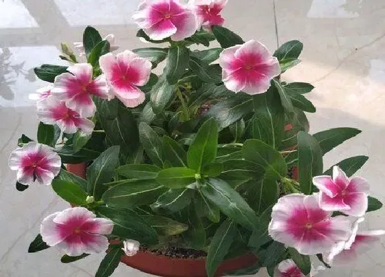 植物常识问题|常春花平时要注意哪些养护方法