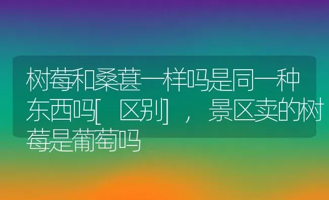树莓和桑葚一样吗是同一种东西吗[区别],景区卖的树莓是葡萄吗 | 养殖常见问题