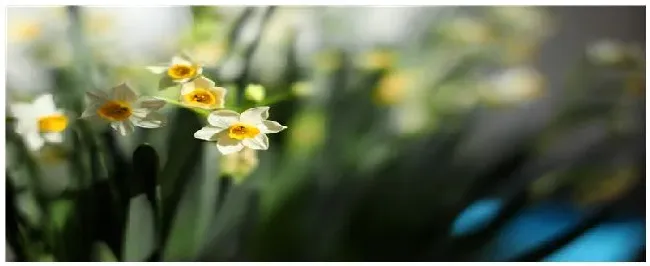 水仙花多久浇一次水 | 生活常识