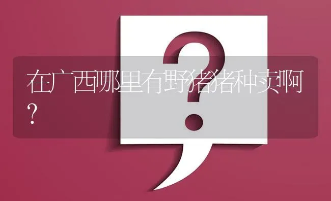 在广西哪里有野猪猪种卖啊? | 养殖问题解答