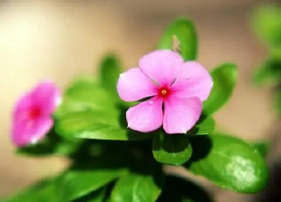 植物常识问题|常春花平时要注意哪些养护方法