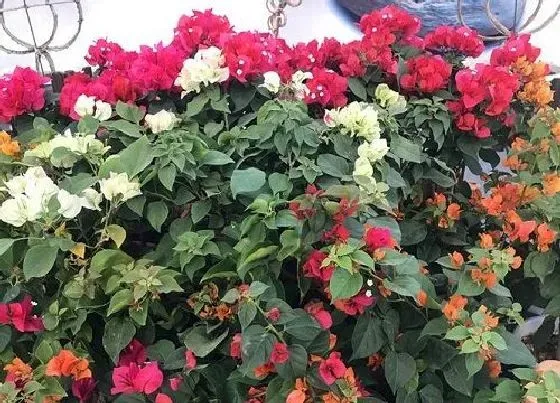 植物常识问题|春天怎么养三角梅快速开花