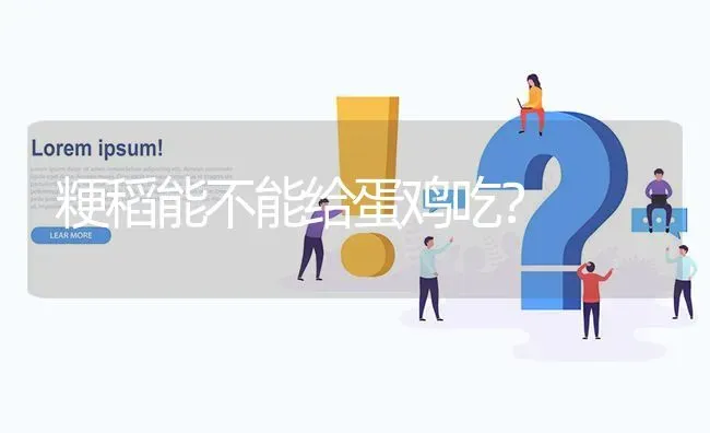 粳稻能不能给蛋鸡吃? | 养殖问题解答