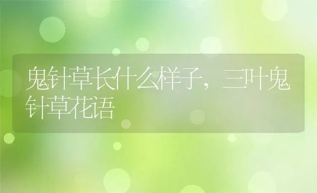 鬼针草长什么样子,三叶鬼针草花语 | 养殖常见问题