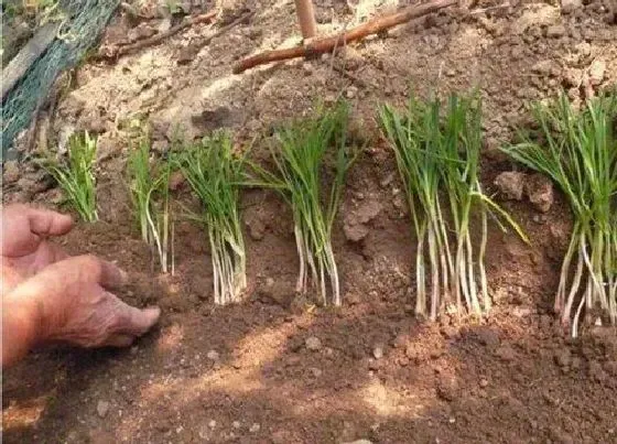 植物常识问题|韭菜几月份种植最好（什么时候种的韭菜是最佳时期）