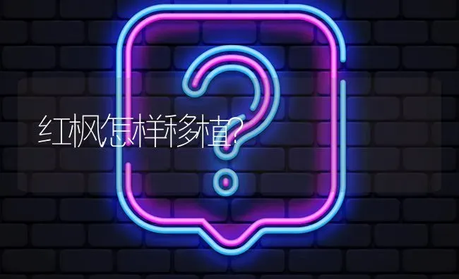 红枫怎样移植? | 养殖问题解答