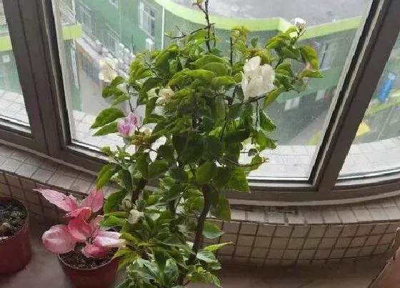植物常识问题|春天怎么养三角梅快速开花