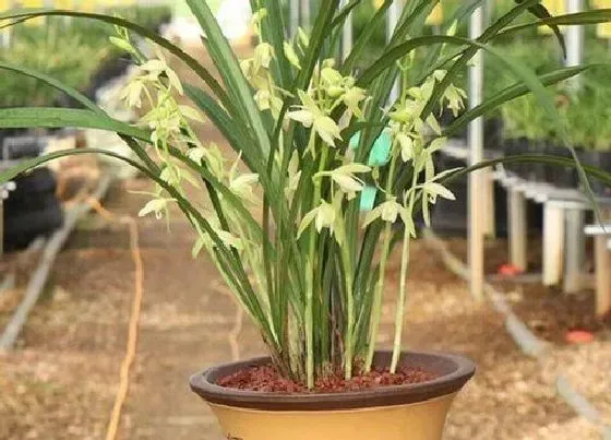 植物常识问题|兰花干尖如何养护