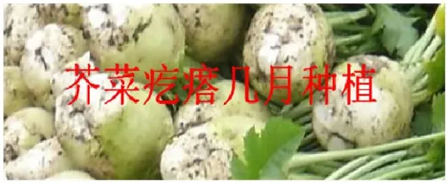 芥菜疙瘩几月种植 | 三农答疑