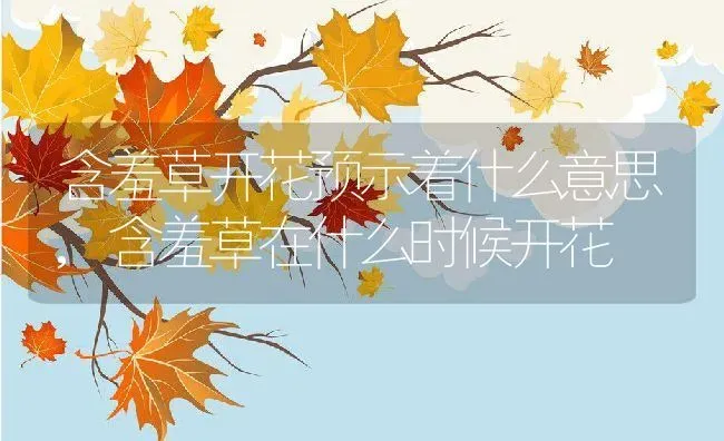 含羞草开花预示着什么意思,含羞草在什么时候开花 | 养殖常见问题