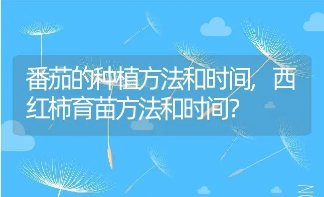 番茄的种植方法和时间,西红柿育苗方法和时间？ | 养殖常见问题