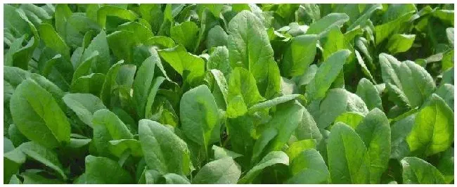 种植蔬菜一亩利润是多少用什么肥料好 | 科普知识