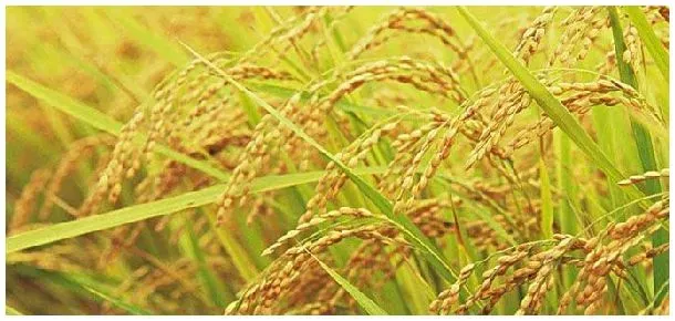 水稻大多适合在南方生长说明植物生长 | 科普知识