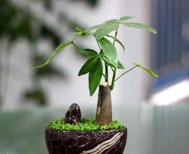 办公室最旺风水植物,办公桌上摆放什么植物好，适合在办公室摆放的植物有哪些？
