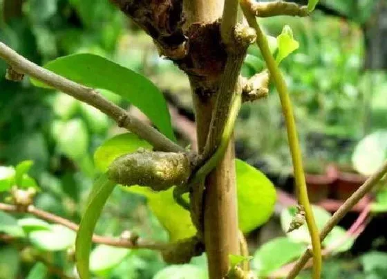 植物常识问题|藤三七如何养护避免根部腐烂