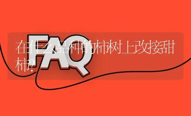 在什么品种的柿树上改接甜柿? | 养殖问题解答