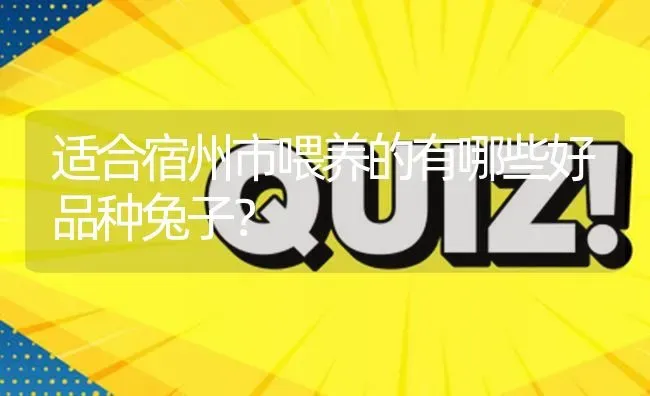 适合宿州市喂养的有哪些好品种兔子? | 养殖问题解答