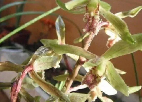 植物常识问题|花卉晒伤都有哪些表现