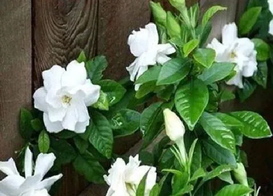 植物常识问题|栀子花品种