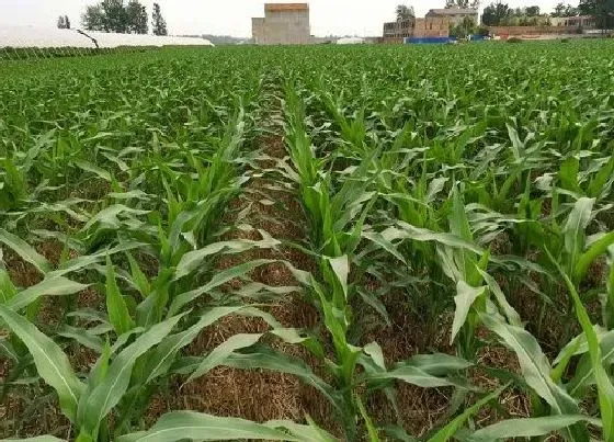 植物常识问题|玉米什么时间浇水好（玉米浇水阶段如何掌握才能高产）