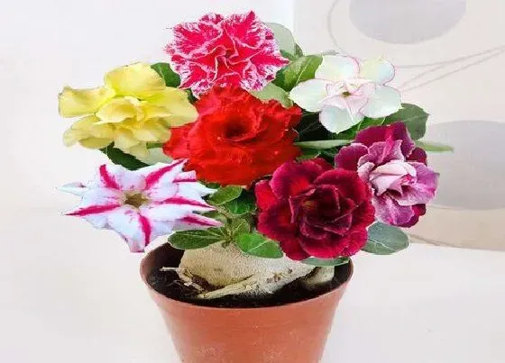 植物常识问题|如何养护沙漠玫瑰轻松就开花
