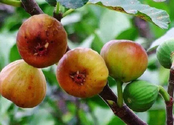 植物常识问题|干枯的无花果如何进行救治