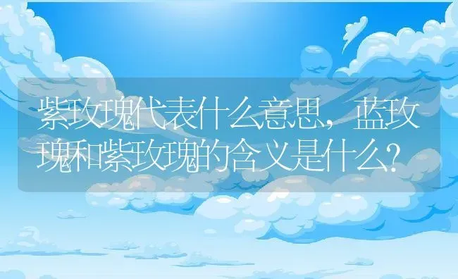 紫玫瑰代表什么意思,蓝玫瑰和紫玫瑰的含义是什么？ | 养殖常见问题