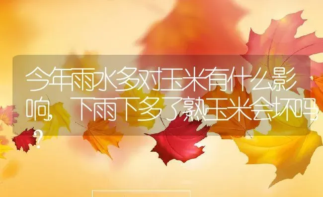 今年雨水多对玉米有什么影响,下雨下多了熟玉米会坏吗？ | 养殖常见问题
