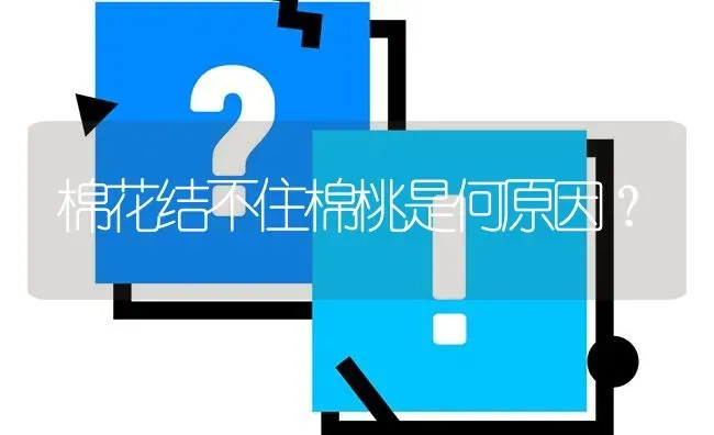 棉花结不住棉桃是何原因? | 养殖问题解答