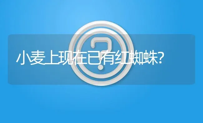 小麦上现在已有红蜘蛛? | 养殖问题解答