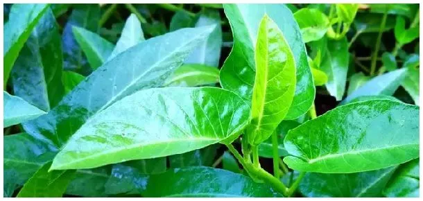 空心菜哪部分可以吃 | 三农答疑