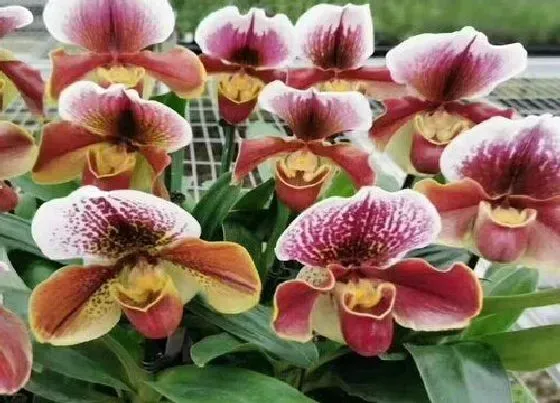植物常识问题|10月如何养护兜兰越长越旺