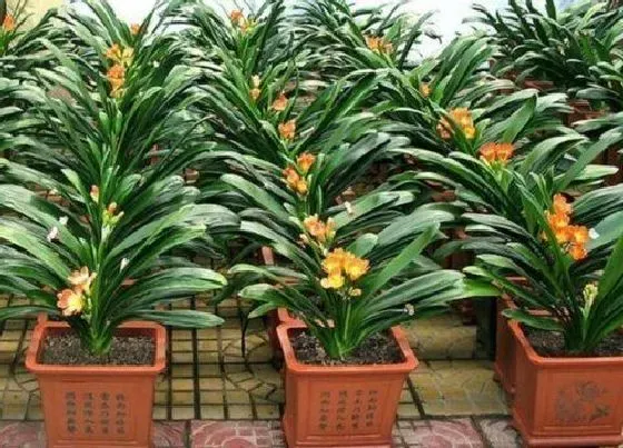 植物常识问题|造成君子兰叶黄的原因都有哪些