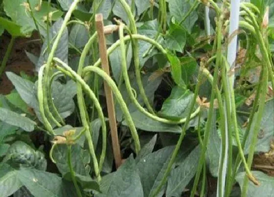 植物常识问题|豆角可以扦插种植吗（长豆角需要播种后育苗移栽吗）