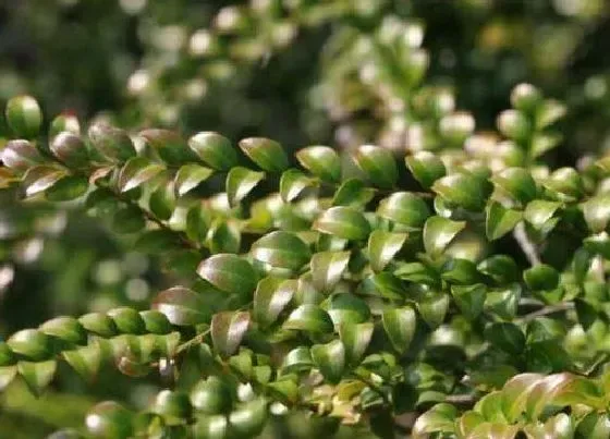 植物常识问题|大叶紫檀和小叶紫檀的区别