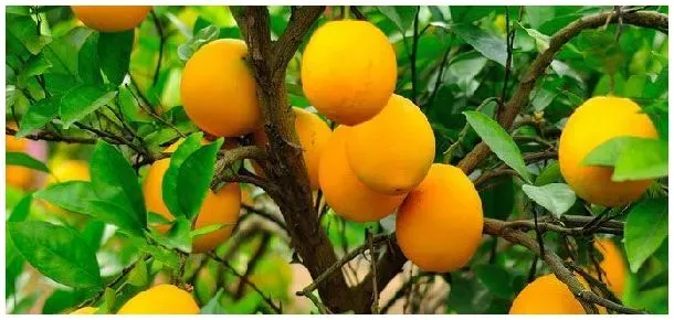 脐橙在安徽可以种植吗 | 农业问题