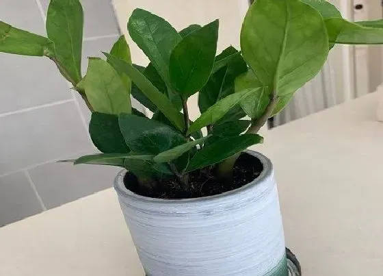 植物常识问题|如何养护金钱树枝繁叶茂又特别翠绿