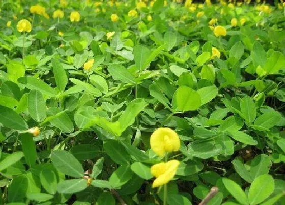 植物常识问题|花生怎样种植才能达到高产量（高产花生栽培全过程）