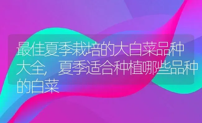 最佳夏季栽培的大白菜品种大全,夏季适合种植哪些品种的白菜 | 养殖常见问题
