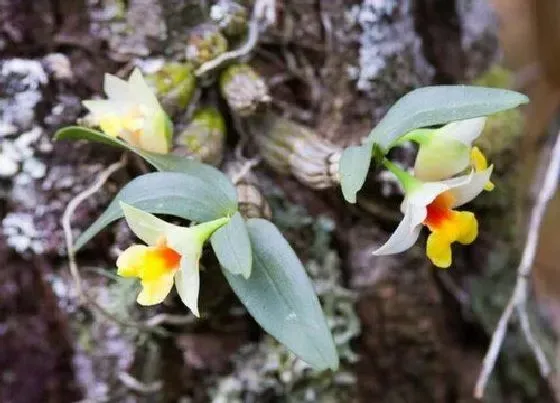 植物常识问题|石斛兰的根系修剪方法