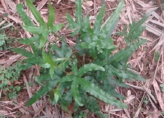 植物常识问题|多肉植物金鸡尾叶片发红的原因与解决方法