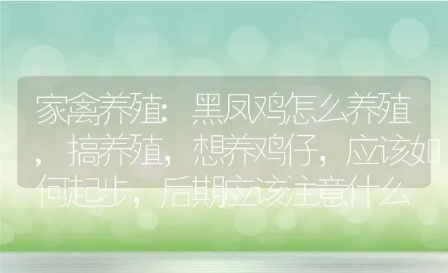 家禽养殖:黑凤鸡怎么养殖,搞养殖，想养鸡仔，应该如何起步，后期应该注意什么 | 养殖常见问题